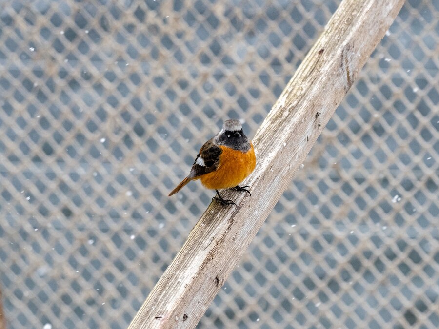 Bird Proofing Solution